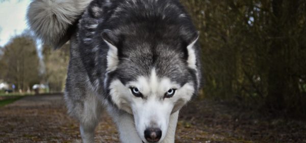 Un loup blanc et gris