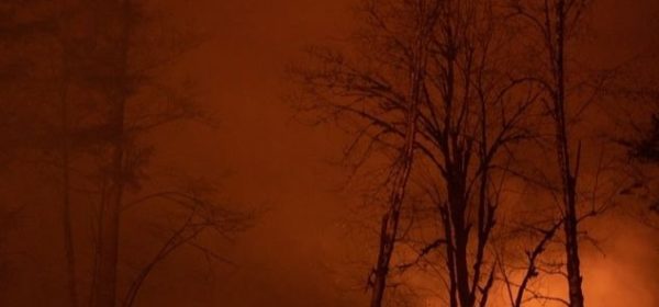 Un incendie ravageant une forêt la nuit
