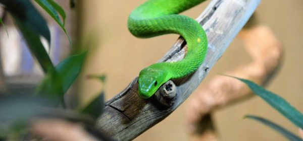 Un mamba vert sur une branche dans un terrarium