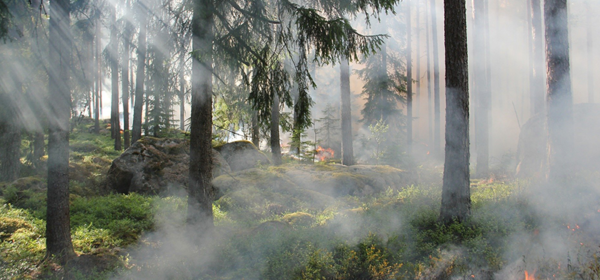 Incendies Corse