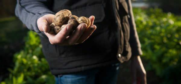 Un agriculteur tenant des betteraves dans la main, dans son champ.