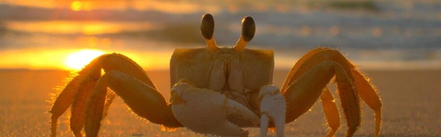 Un crabe sur la plage.